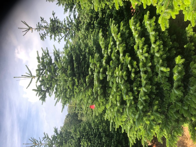 Пихта нордманская Премиум